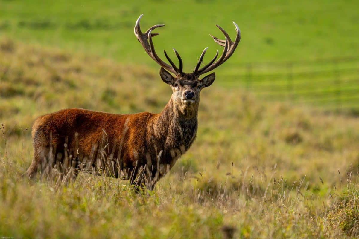 Deer Peter Gosling Red deer in Raby Park