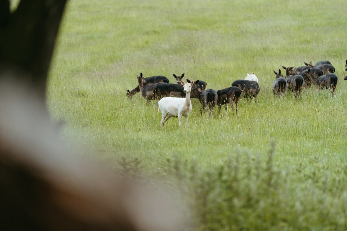 Fallow Deer Deer