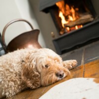 Dog lying by the fire