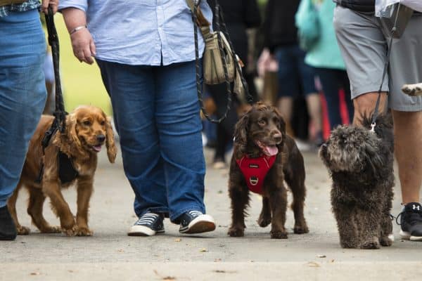 Dogs at Raby Castle Harvest Market