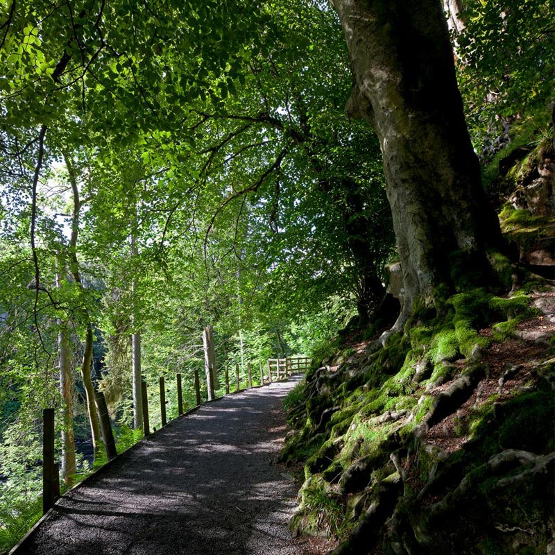 Forestry - Raby Estates