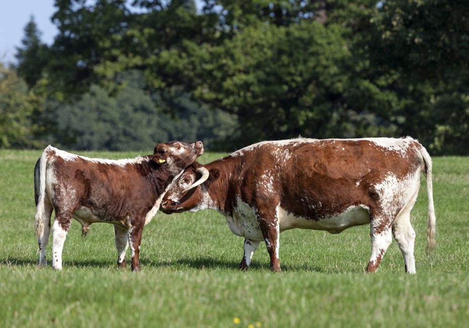 Farming at Raby Estates in Co Durham