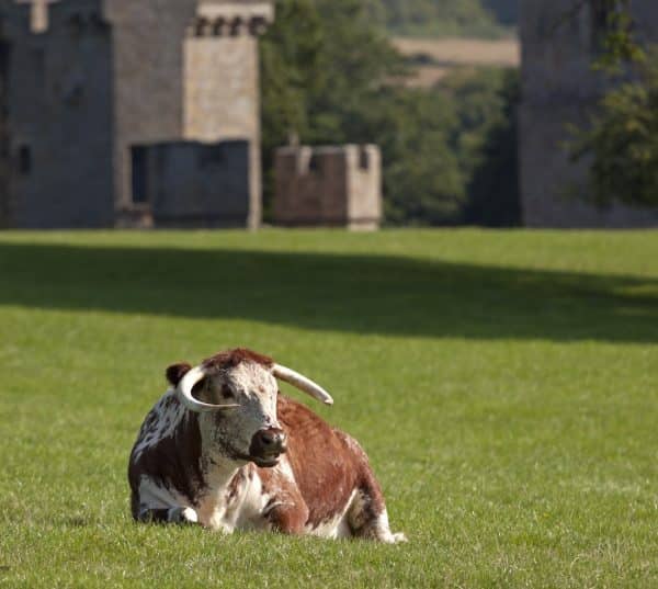 Longhorn Cattle