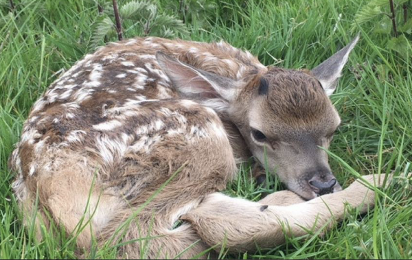 Baby Deer