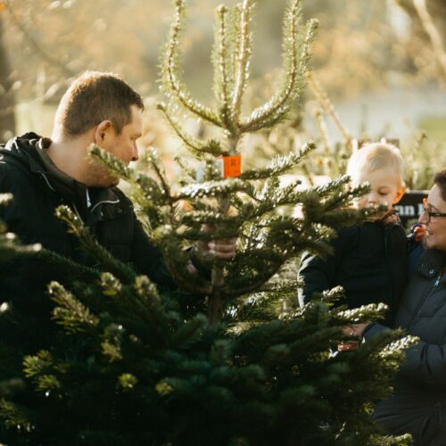 Christmas Trees