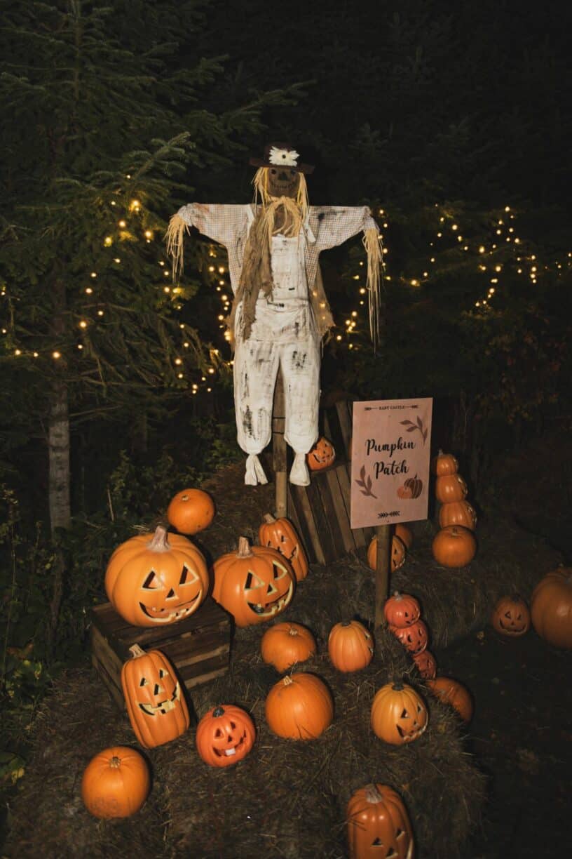 After Dark at The Plotters' Forest Raby Castle County Durham