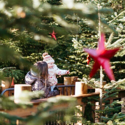 The Plotters Forest Enchanted Christmas Trail
