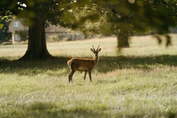 Deer Grazing in Raby Castle Deer Park Red and fallow deer peacefully grazing on green grass in the expansive deer park at Raby Castle.
