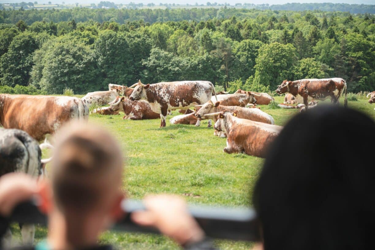Raby Castle Open Farm Sunday Cows