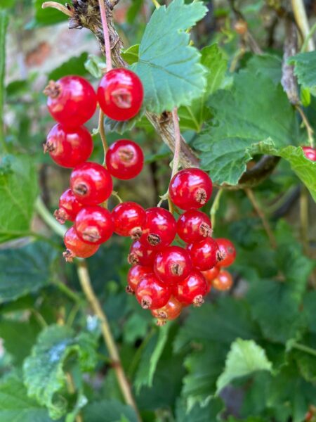 Raby Redcurrants