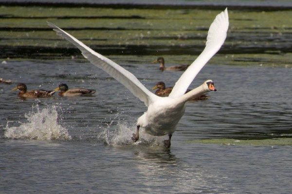 Swan taking off out of the water
