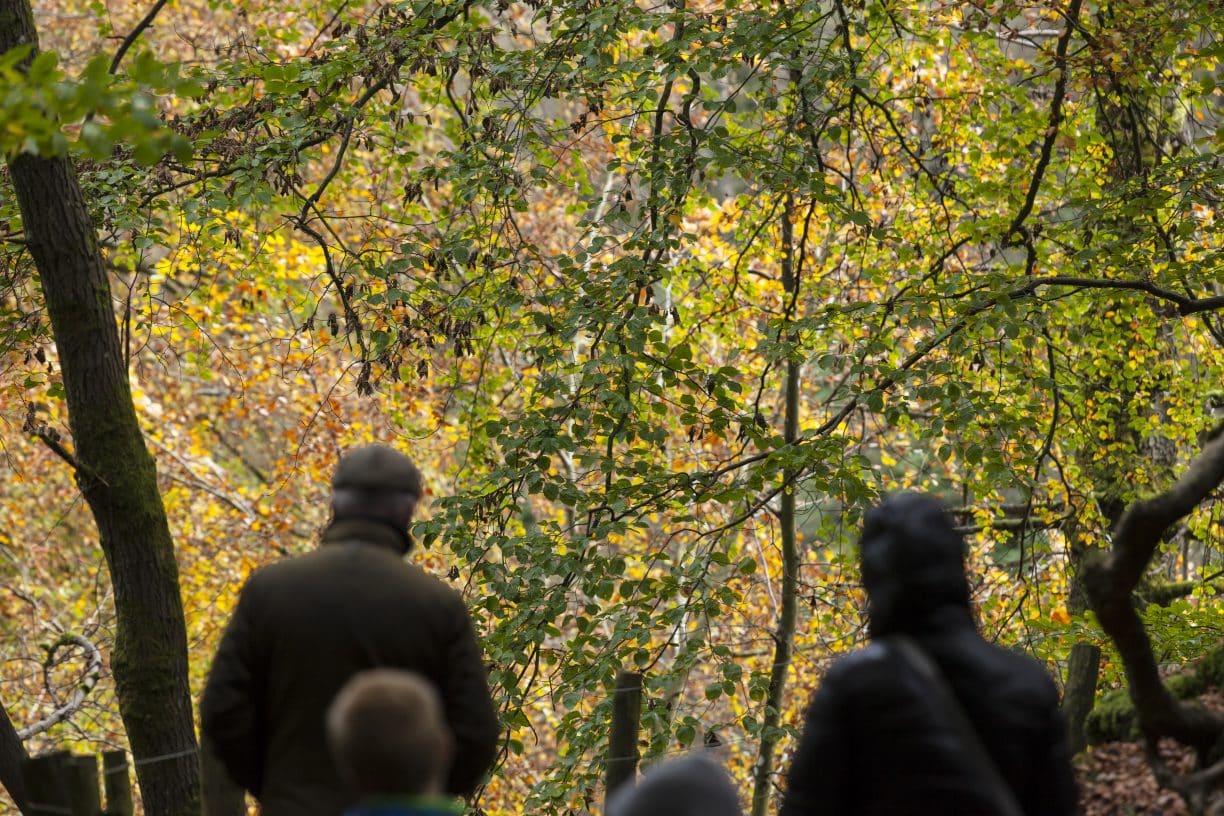 High Force Walk in Autumn by David Forster