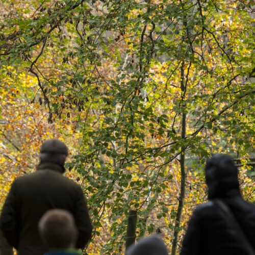 High Force Walk in Autumn by David Forster
