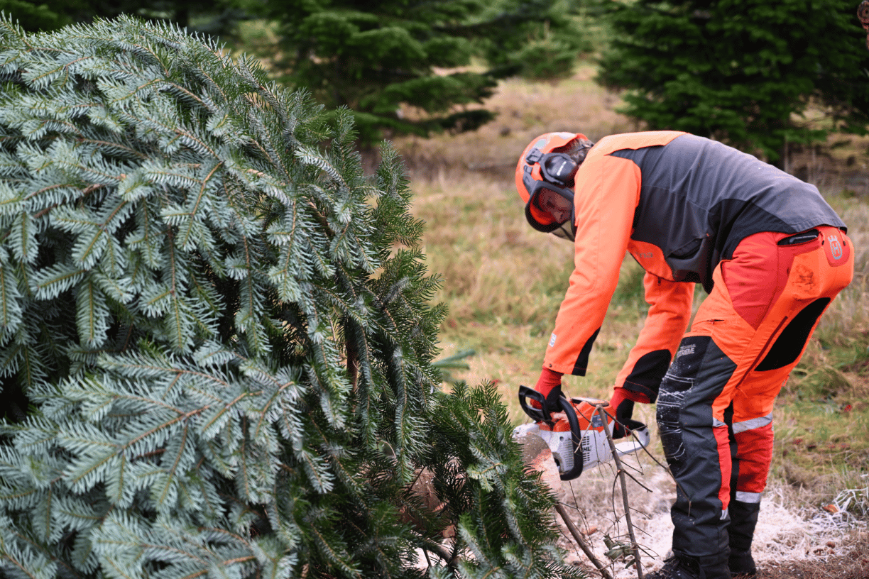 Forestry Team