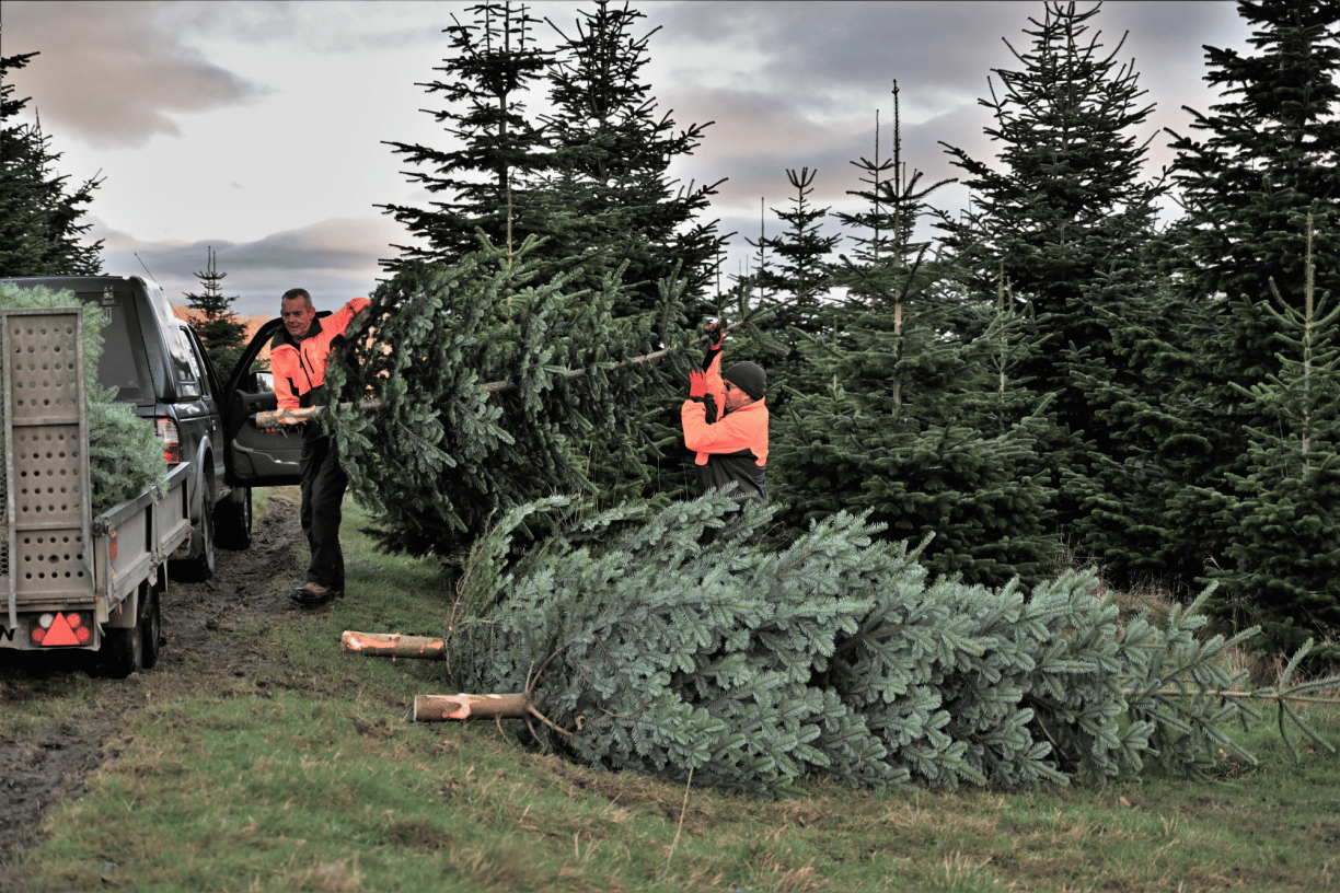 Forestry Team Transporting Christmas Trees
