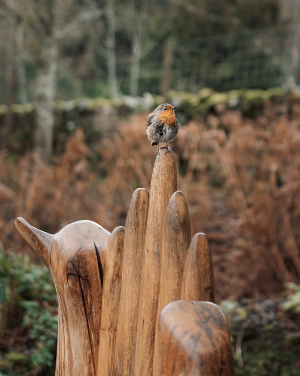 High Force Christmas Trail