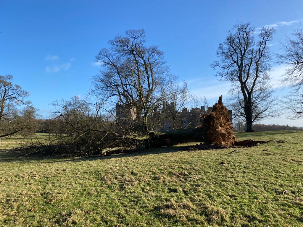 Storm Tree Damage