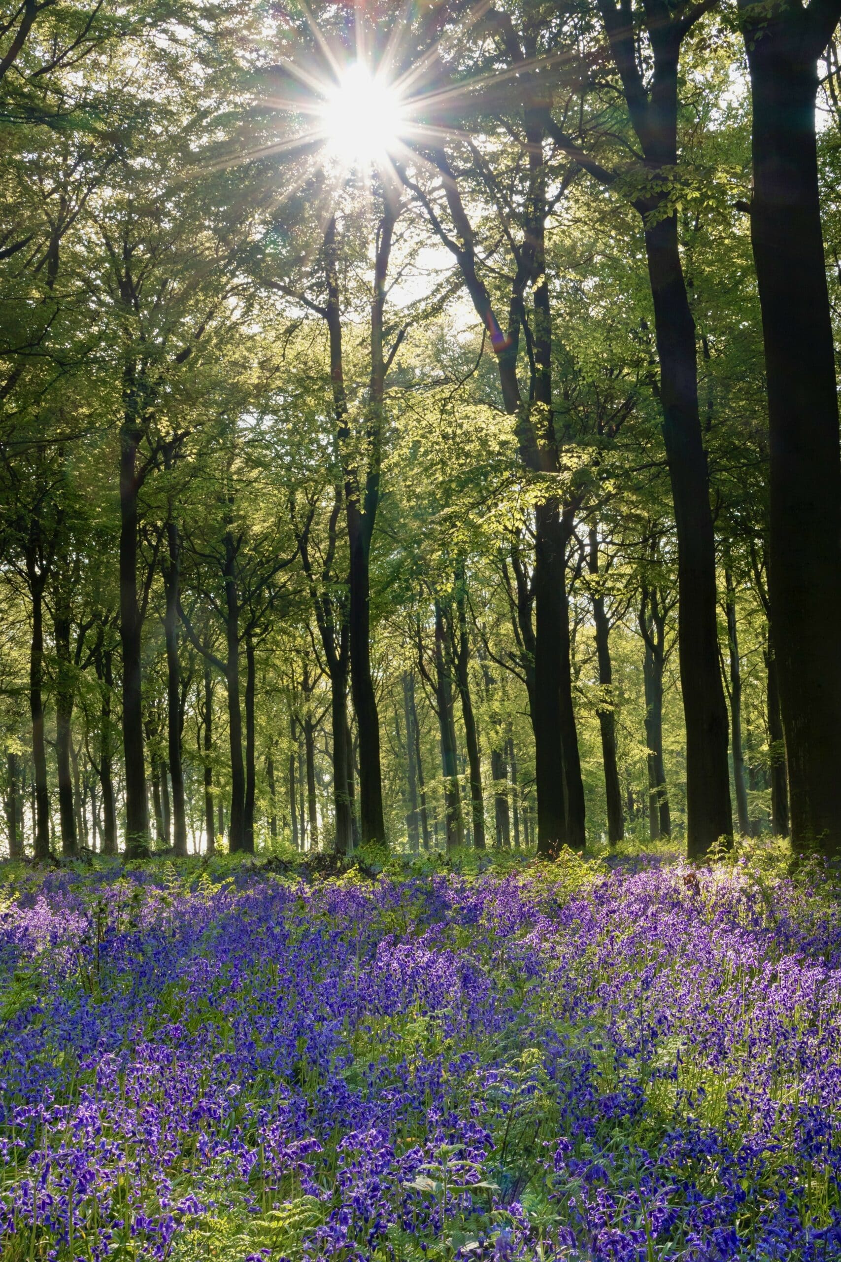Guided Bluebell Walk at Raby Castle County Durham
