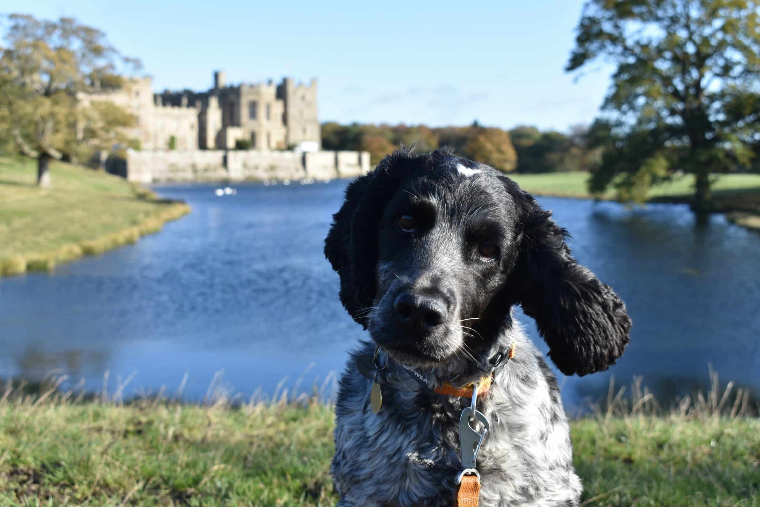 Jubilee Dog Walk Raby Estates