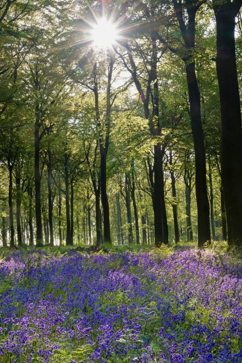 Raby Castle Bluebell Walk Photography by David Forster
