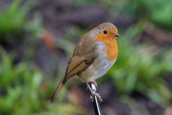 Robin