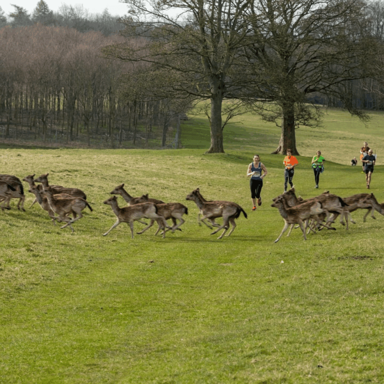 Wild Deer Trail Run at Raby Castle, Park and Gardens, County Durham tees valley