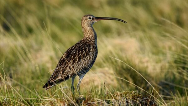 Curlew