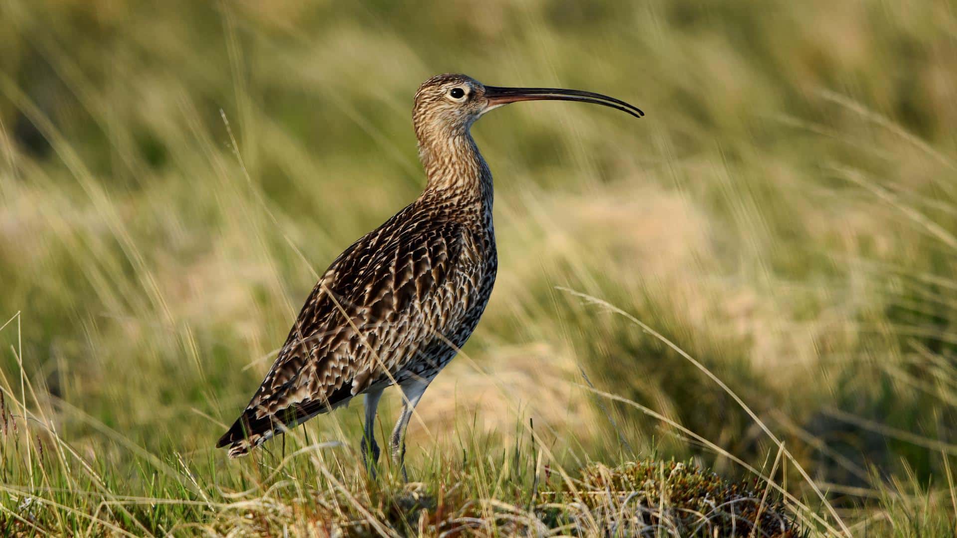 Curlew Habit & Population Project Raby Estates