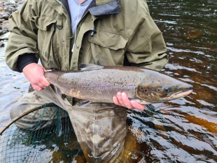 The Resurgence of Salmon in the River Tees Raby Estates