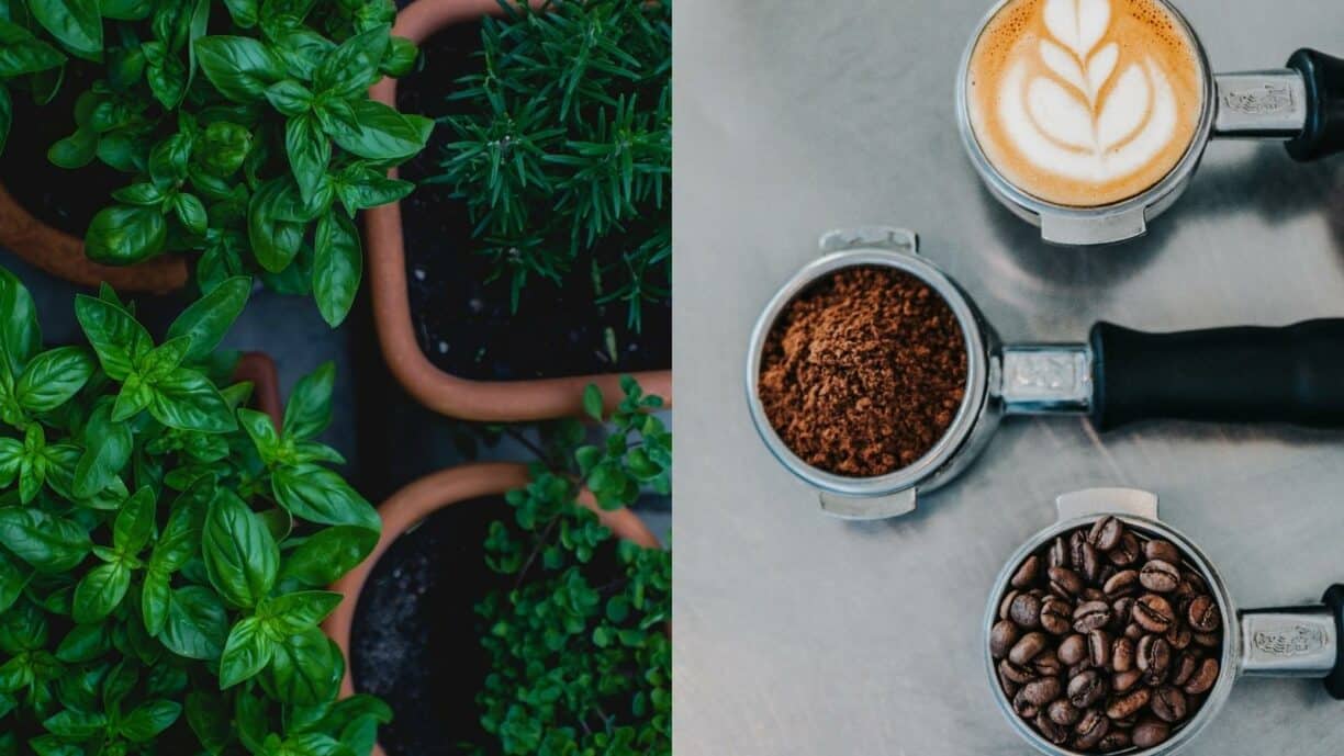 Herb garden and coffee