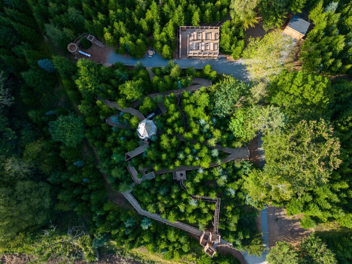 The Plotters' Forest