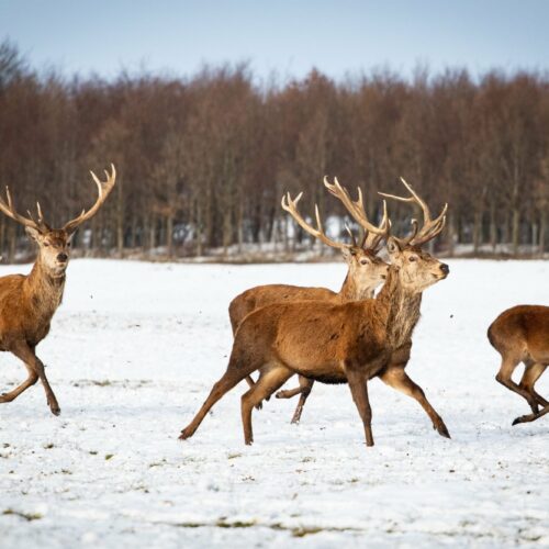 Deer Park