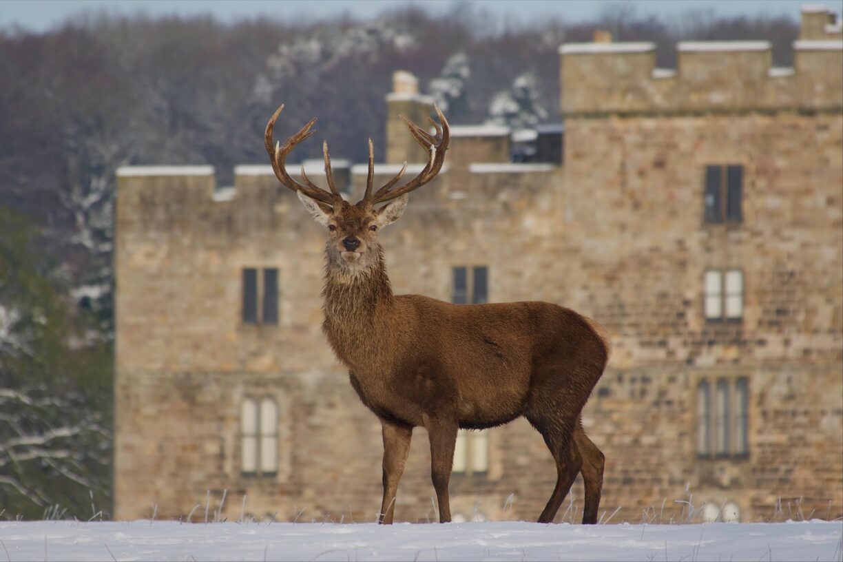 Winter Walk in the Deer Park, County Durham. Peter Gunton