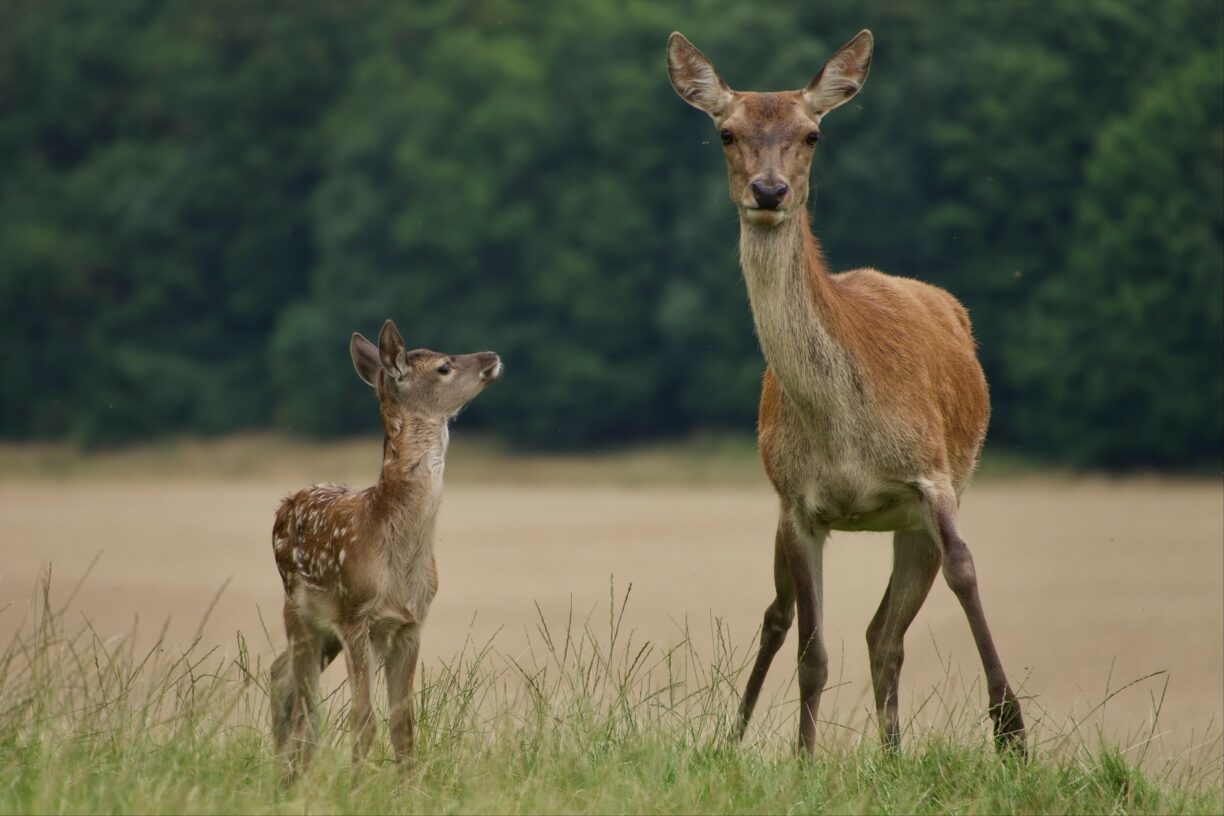 Raby Deer Park by Peter Gunton