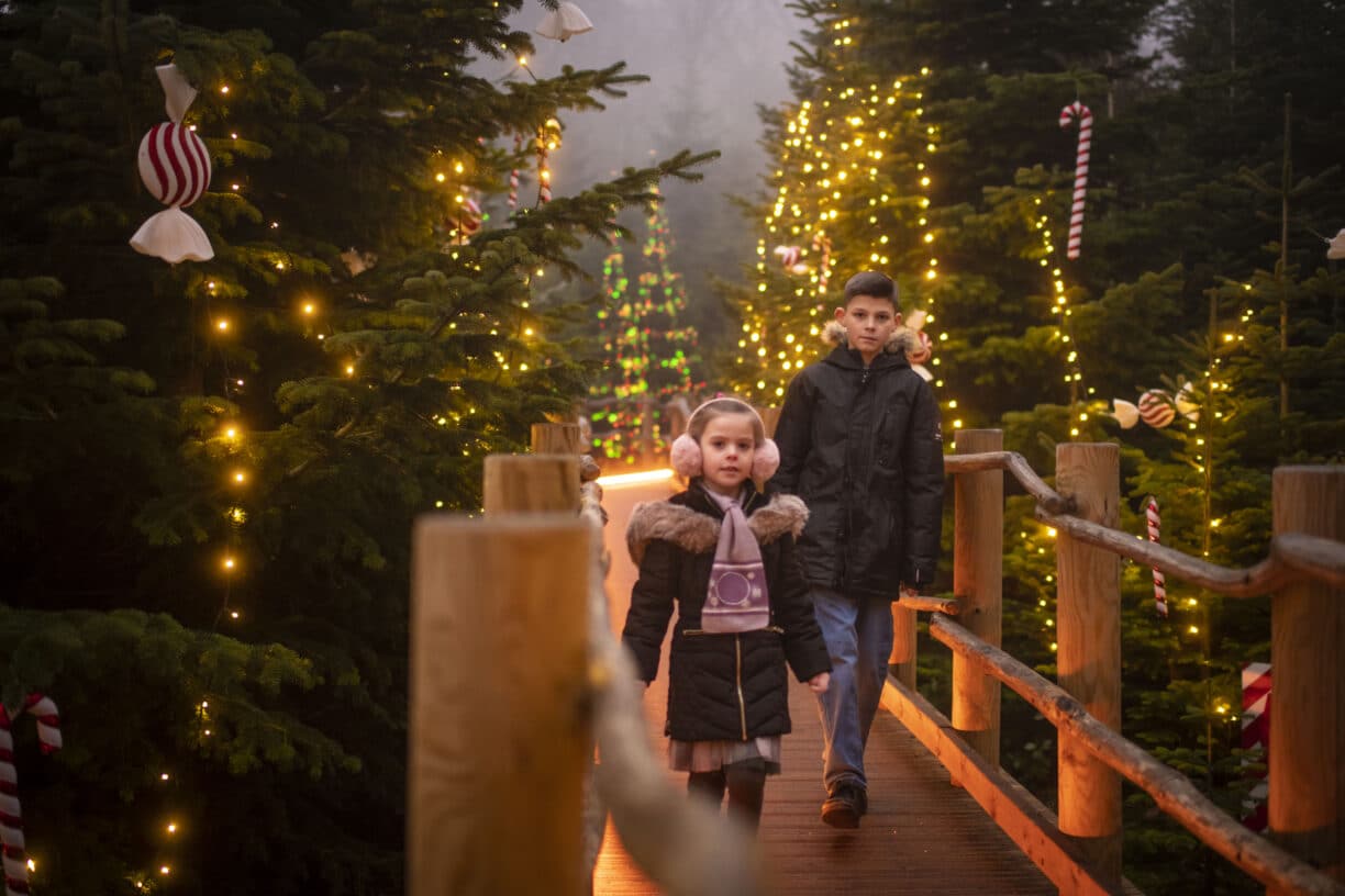 A beautifully lit Christmas trail winding through trees at The Plotters’ Forest, with lanterns, lights, and festive décor.