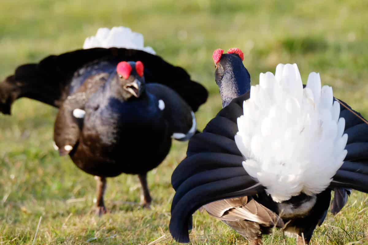 Black Grouse Lek Stay High Force Hotel