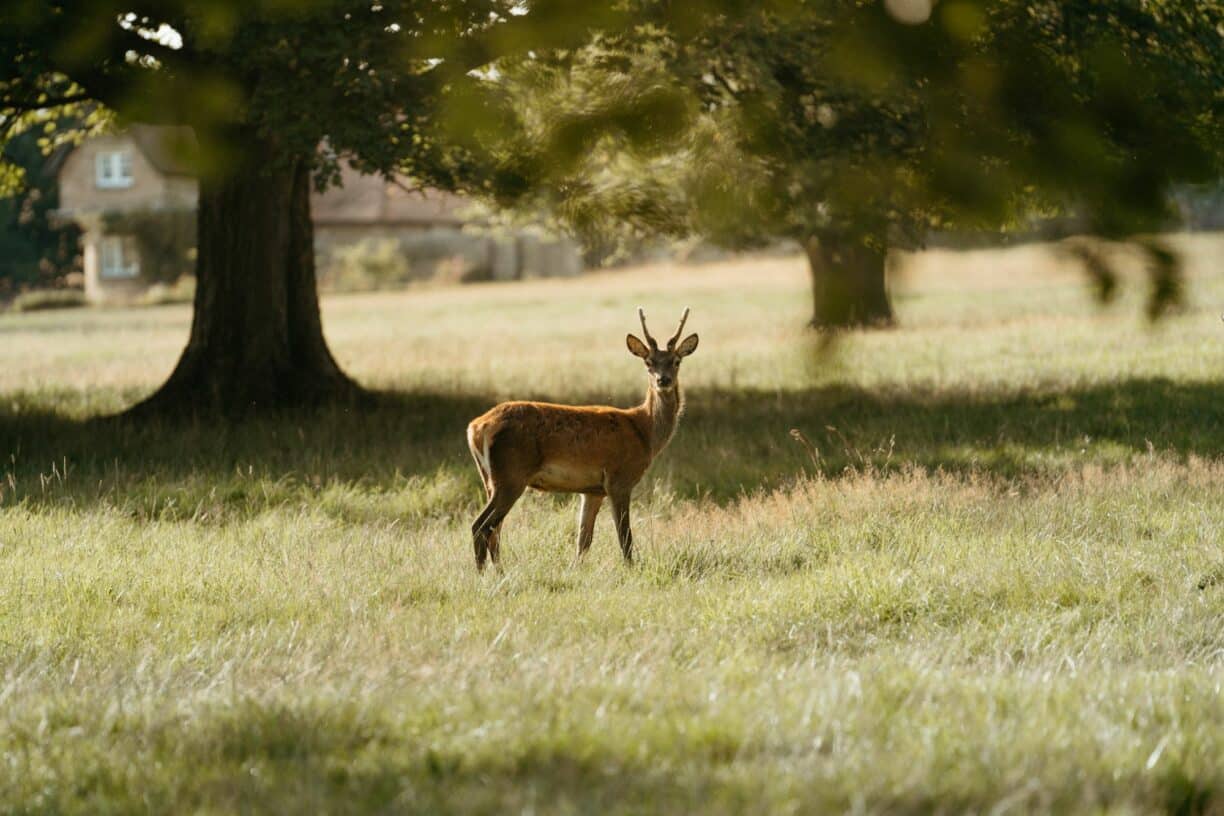 Raby Castle Deer Park Trail