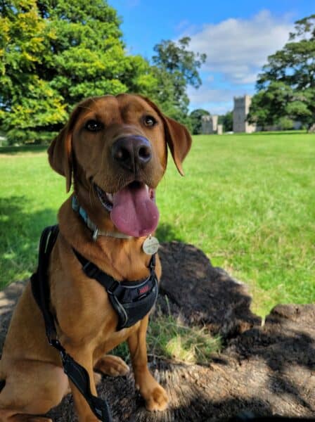 Dogs at Raby Castle