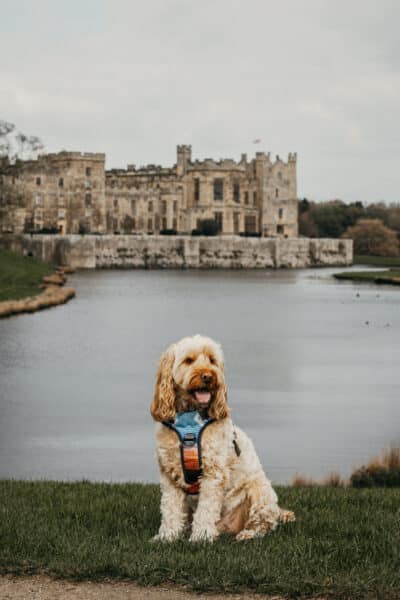 Dogs at Raby Castle