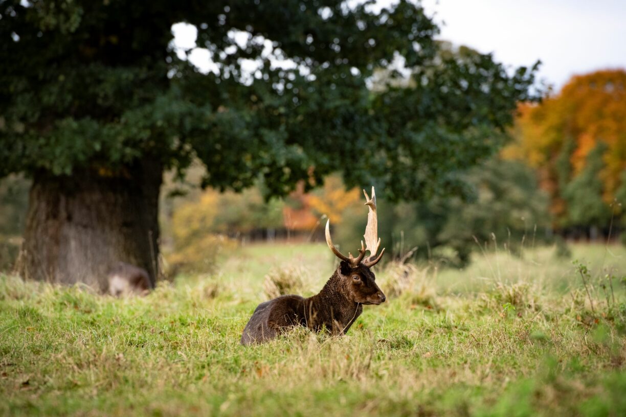 Raby Castle Deer Park County Durham Autumn Wreath Workshop