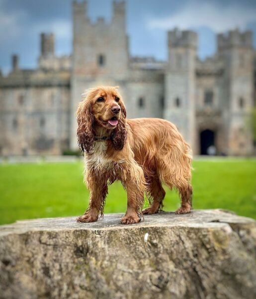 Dogs at Raby Castle