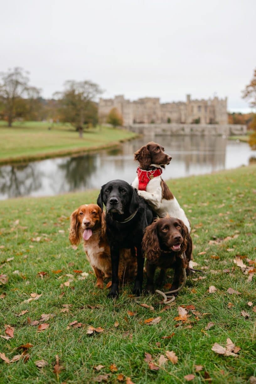 Bark in the park at raby castle park and gardens september 2025