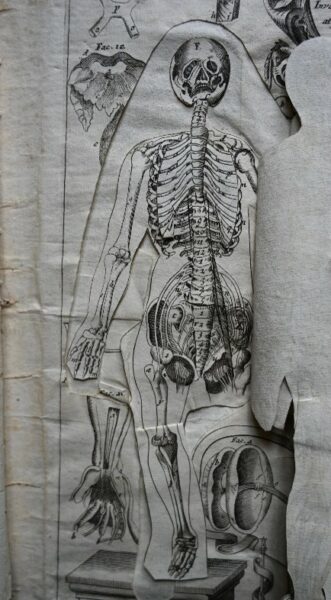 World Anatomy Day Raby Castle