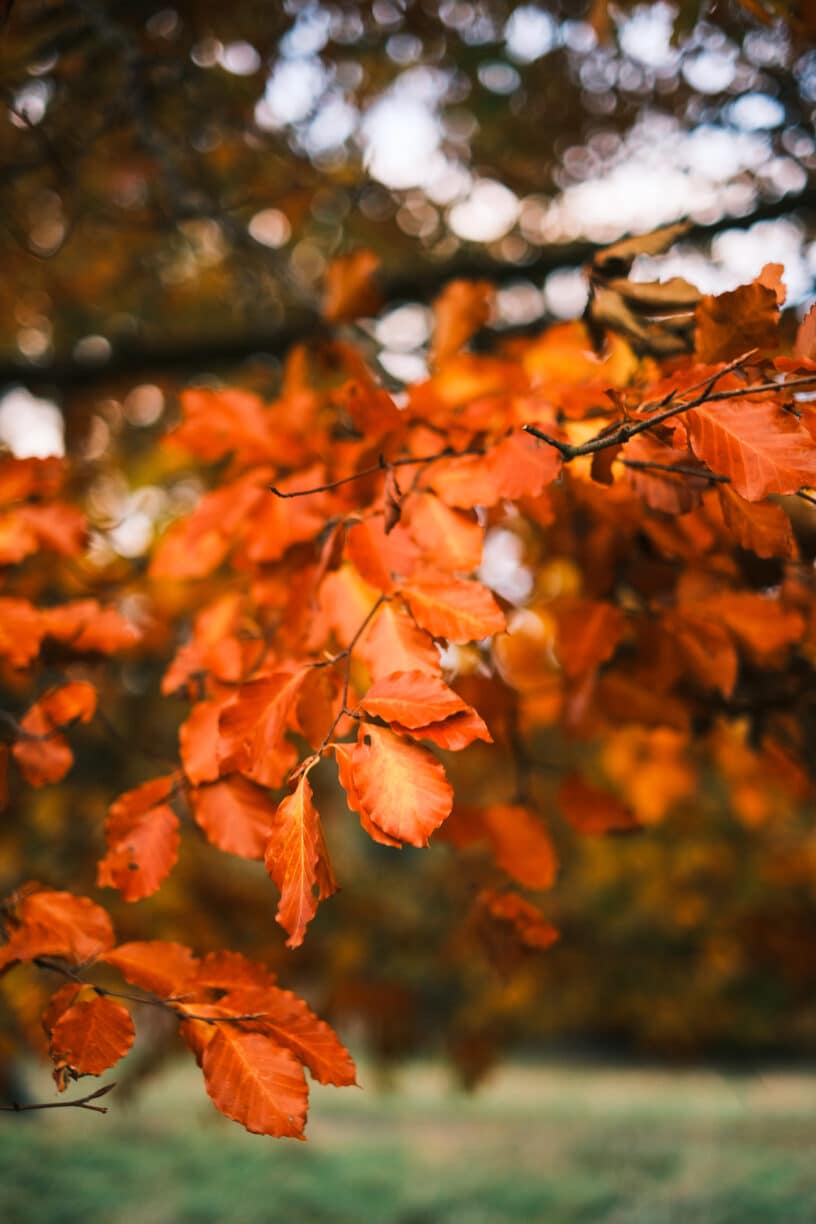 Gardening Through The Seasons with Becky Crowley - Autumn - Raby Estates