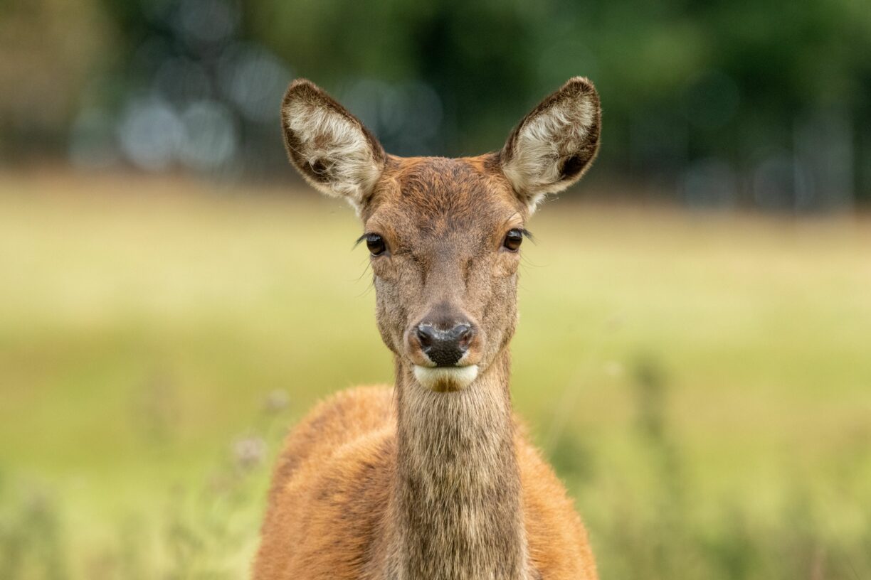 Raby Castle Deer Park Photography by Gareth Nixon