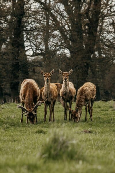 Raby Castle Deer Survey 2024