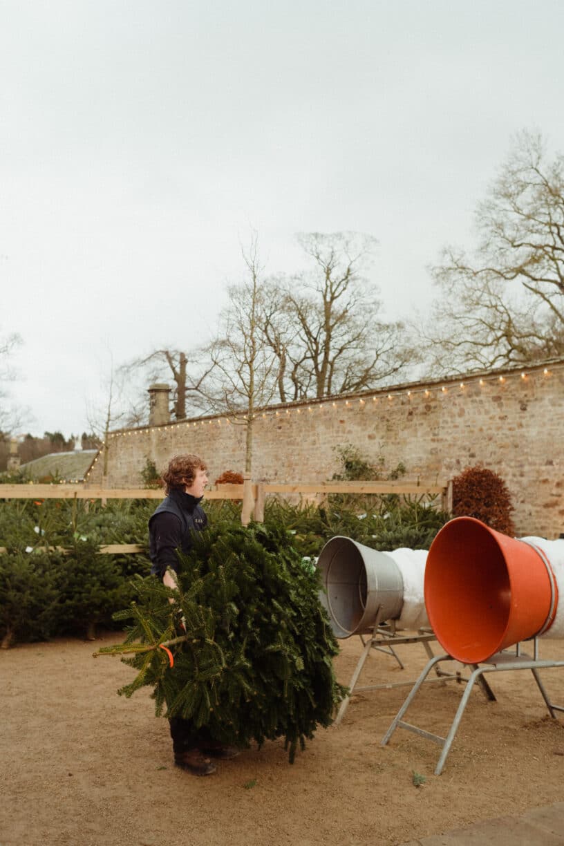 Christmas Tree at Raby Castle, Park and Gardens, County Durham