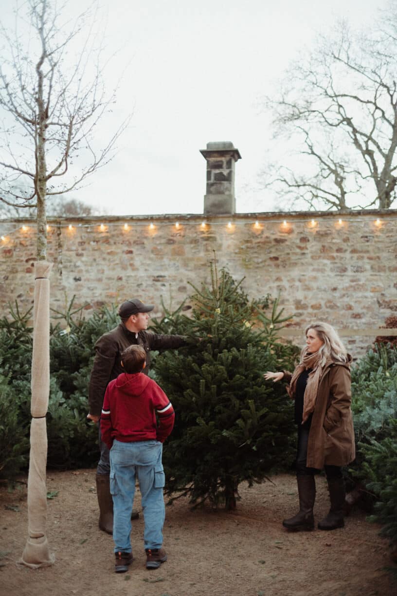 Christmas Tree at Raby Castle, Park and Gardens, County Durham