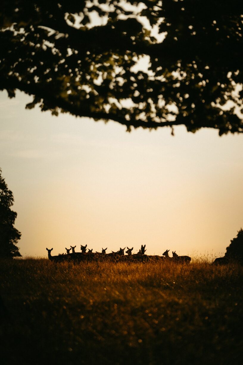 Deer Park Raby Castle Park and Gardens