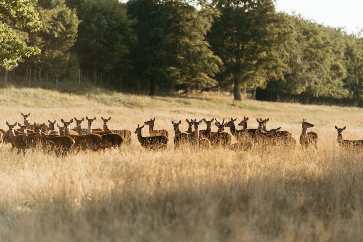 Deer Park Safari